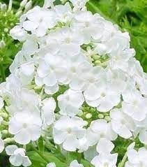 Drummondii Flower Seeds for Planting - 100 pcs seeds for planting in home garden