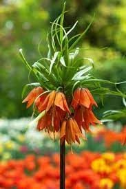 Fritillaria Plant Seeds for Planting - 100 pcs