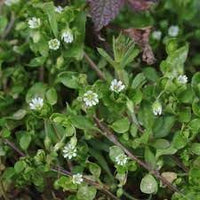 Chickweed Flower Seeds for Planting - NON GMO Seeds