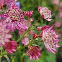 Masterwort Flower Seeds for Garden - NON GMO Seeds for planting in home garden