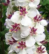 Organic Mixed Phoeniceum Flower Seeds for Planting – Heirloom, Non-GMO