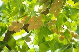 Biloba fruit seed collection