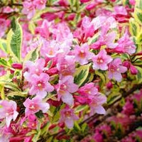 Horse Chestnut Flower Seeds – Heirloom Non-GMO Seeds for Ornamental Shade Tree Planting