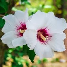 Syriacus Flower Seeds for Planting, 100 pcs seeds for planting in home garden