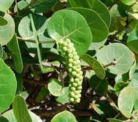 Seagrapes Fruit Seeds for Growing Unique and Exotic Coastal Fruits 100 Pcs pcs