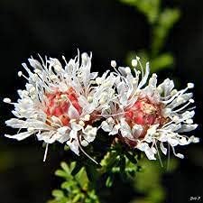 Dalea Pinnata Planting Seeds - Non-GMO, Heirloom Flower for planting in home garden