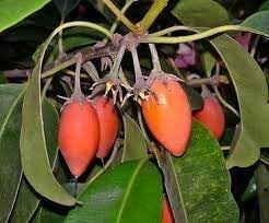 Mimusops Fruit Seed Pack for Growing Tropical, Sweet Fruits 100 Pcs pcs