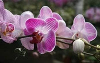 White Violet Phalaenopsis Orchid Planting Seeds for Garden NON GMO Seeds