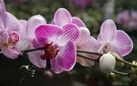 Pink White Phalaenopsis Orchid Flower Seeds – Heirloom, Non-GMO Seeds for Planting