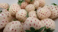 White strawberry Fragaria vesca seeds for indoor berry garden