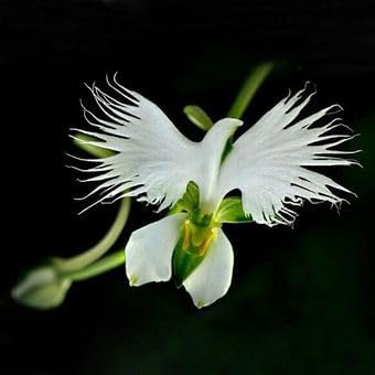 Japonesa (Japonesa scientific name) for planting in garden