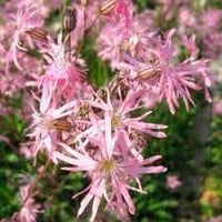 Heirloom Non-GMO Lychnis Flos-Cuculi Flower Seeds for Planting – Ragged for Wetland Gardens - Non-GMO for planting in home garden