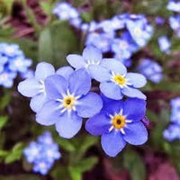 Myosotis Flower Seeds for Planting, Heirloom, Non-GMO, 100 pcs