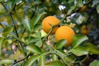 Hardy bitter orange fruit seeds