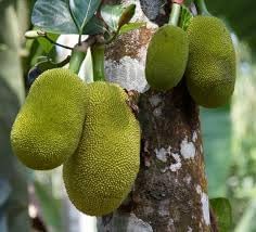 Bread Fruit Seeds - Grow a Nutritious and Tasty Fruit in Your Garden 100 Pcs pcs