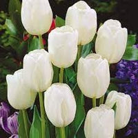 White Tulip Flower Seeds for Planting – Non-GMO, Heirloom, Premium Quality for planting in your garden.