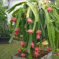 Muscadine Grape Fruit Seeds for Planting – Black Variety, Sweet Taste, Ideal for Home Garden