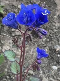 Heirloom Campanularia Flower Seeds for Garden Planting, Non-GMO, Bellflower Variety