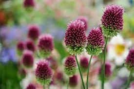 Sphaerocephalon Flower Seeds for Planting - 100 pcs