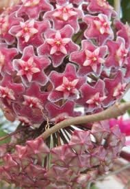 Burgundy (Burgundy scientific name) for planting in garden