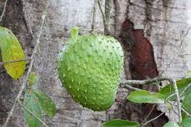 Graviola Fruit Seed Collection for Delicious, Tangy Fruit 100 Pcs pcs