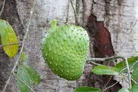 Graviola Fruit Seed Collection for Delicious, Tangy Fruit 100 Pcs pcs