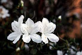 Heirloom Azalea Blanco Flower Seeds, Non-GMO, White Blooms for Shade Garden Borders