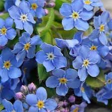 Organic Forget Me Not Flower Seeds for Planting ƒ?? Heirloom, Non-GMO