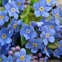 Organic Forget Me Not Flower Seeds for Planting ƒ?? Heirloom, Non-GMO
