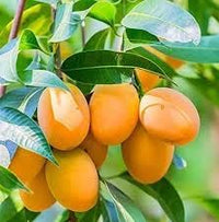 New Fresh 60pcs Mango Fruit Seeds - Sweet Mangoes for Tropical Gardens and Orchards 100 Pcs pcs