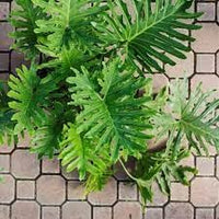 Heirloom Non-GMO Philodendron Plant Seeds for Planting – Tropical Indoor and Outdoor Foliage