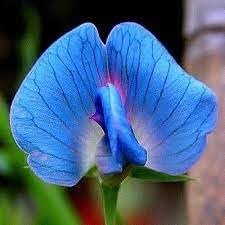 Heirloom Non-GMO Lathyrus Sativus Flower Seeds for Planting – Hardy Fragrant Garden Blooms