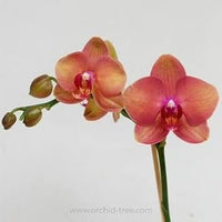 Peach Phalaenopsis Orchid Flower Seeds ƒ?? Heirloom, Non-GMO, Graceful Blooms for Garden Planting