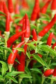 Chile Pepper Vegetable Seeds for Planting - 100 Pcs pcs