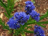 Statice Pale Blue Flower Seeds for Planting - NON GMO Seeds