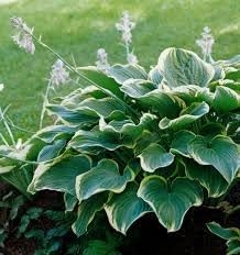 Hosta Plant Seeds Heirloom Non GMO Planting - 100 pcs for planting in home garden
