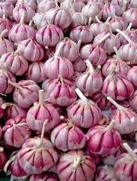 Garlic Seeds for Planting - 100 Pcs pcs