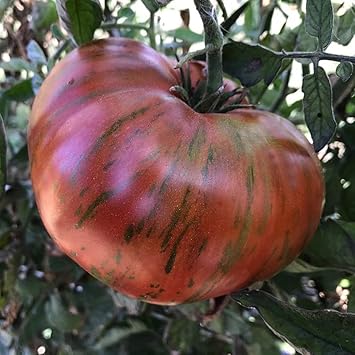 Chocolate Stripes Tomato Seeds for Planting - 100 Pcs pcs