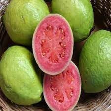 Salak Seeds for Unique Snakeskin-Like Tropical Fruits 100 Pcs pcs