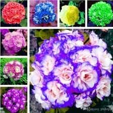 African Flower Planting Seeds for Garden NON GMO Seeds for planting in home garden