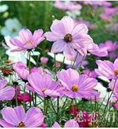 Organic Purple Landscape Autumn Flower Seeds for Planting ƒ?? Heirloom, Non-GMO for planting in your garden.
