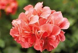 Pelargonium Flower Seeds for Planting, 100 pcs