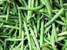 Green Bush Bean Phaseolus vulgaris seeds for garden planting