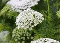 Bishop's Flower Seeds – Heirloom Non-GMO Seeds for Elegant and Pollinator-Friendly Garden Planting