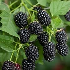 Mulberry Fruit Seed Set for Growing Sweet, Juicy Mulberries 100 Pcs pcs
