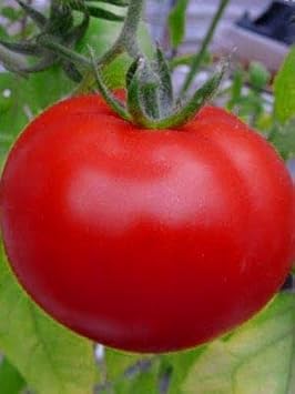 Dark Yellow Tomato Solanum lycopersicum for planting in urban garden