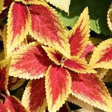 Yellow (Yellow scientific name) for planting in garden