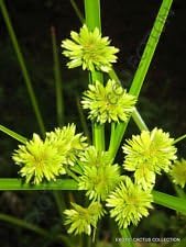 Yellow Cyperus Papyrus Plant Seeds for Planting - 100 pcs seeds for planting in home garden