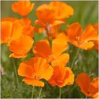 Californica Flower Seeds for Planting, Heirloom, Non-GMO, 100 pcs for planting in home garden