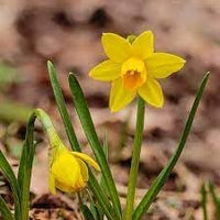 Narcissus Asturiensis Flower Seeds for Planting - 100 pcs
